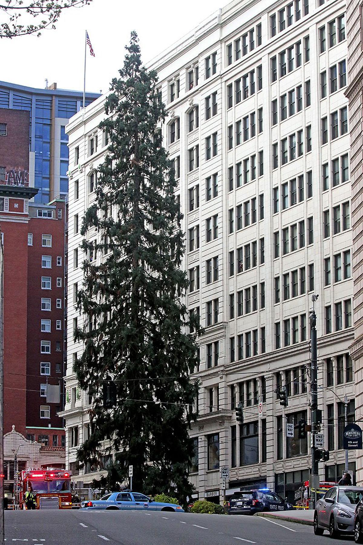 Police try to coax a man out of an 80-foot tall tree in downtown Seattle, Tuesday, March 22, 2016, after he climbed nearly to the top, disrupting traffic. Police say when authorities arrived, the man refused to speak with them and threw an apple at medics. (Greg Gilbert/The Seattle Times via AP) SEATTLE OUT; USA TODAY OUT; MAGS OUT; TELEVISION OUT; NO SALES; MANDATORY CREDIT TO BOTH THE SEATTLE TIMES AND THE PHOTOGRAPHER
