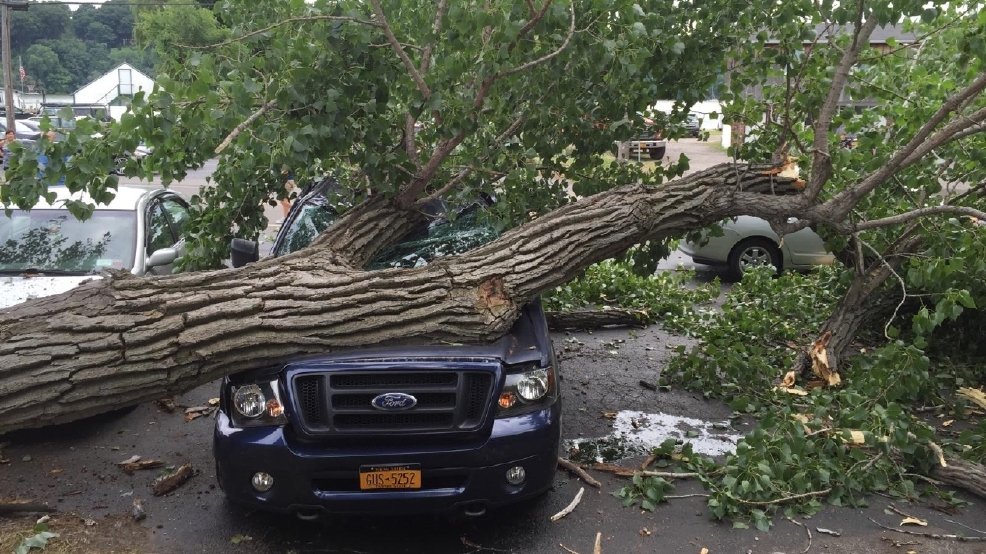 Mammoth tree branch falls onto cars at ster hotspot WHAM