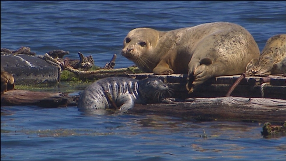 Feds Leave starving Puget Sound seal pup alone KOMO