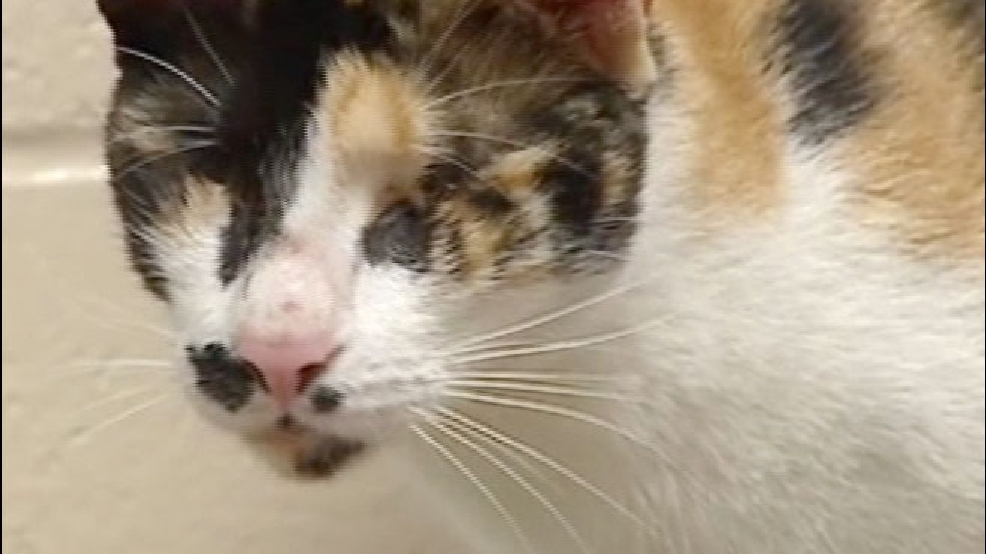 cnn-catnoeyes.jpg