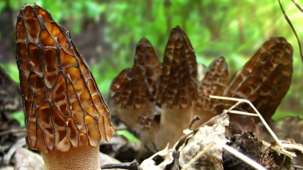 Wild-picked mushrooms must be inspected by expert before they are sold in Michigan - nbc25news.com