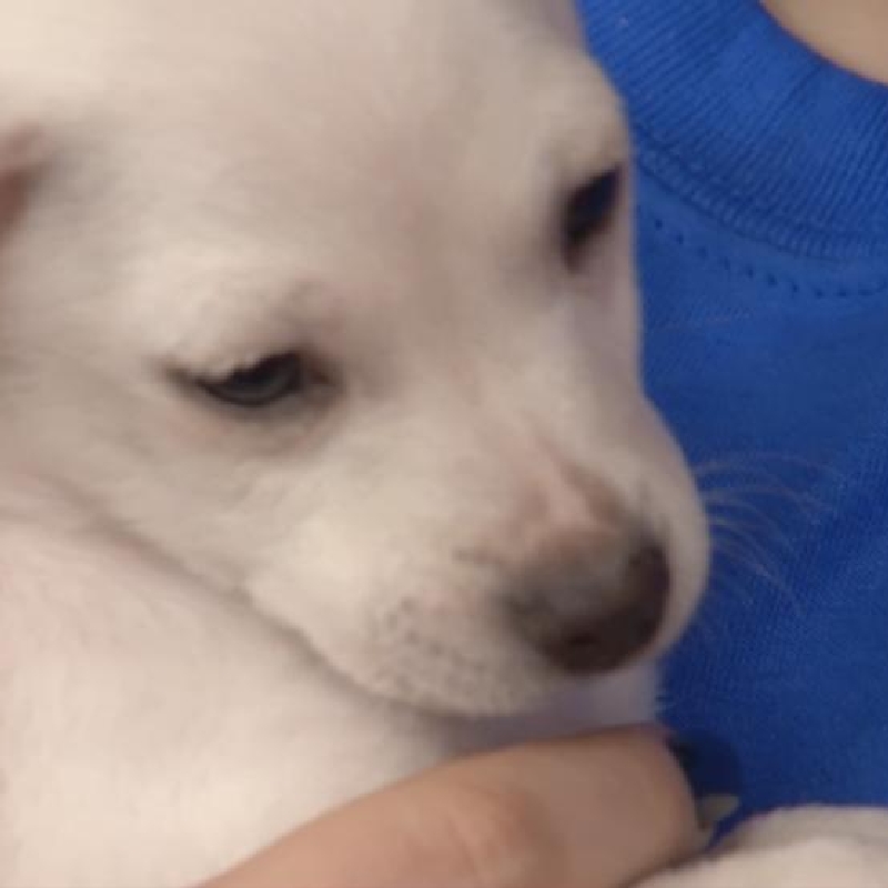 Petland Bill Regulates Statewide Sale Of Dogs To Pet Stores Wsyx