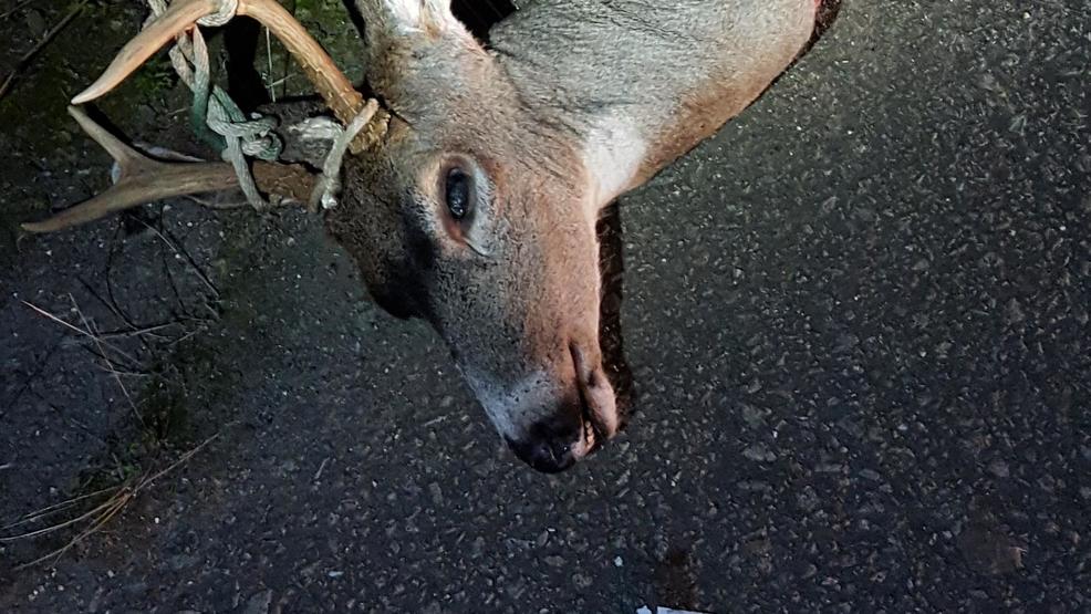 3 buck deer killed, portions of carcasses dumped along I5 in Douglas