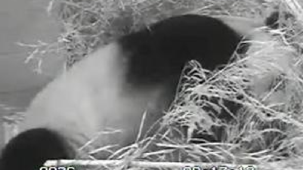 panda-cub-born-national-zoo-pandacam_296.jpg