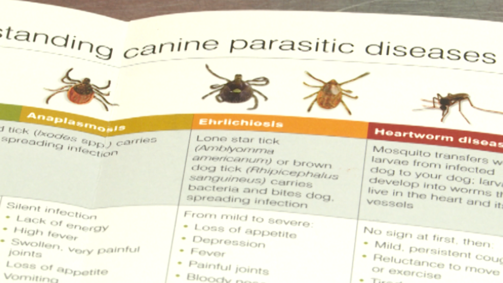 Tick season your pets and keeping them protected KTVL