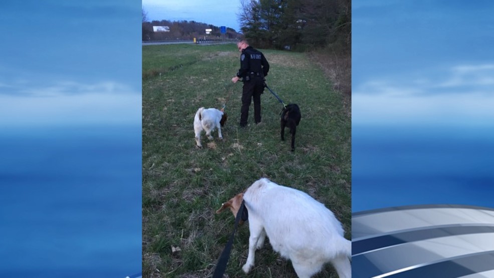 Milton police corral goats along I64 WCHS