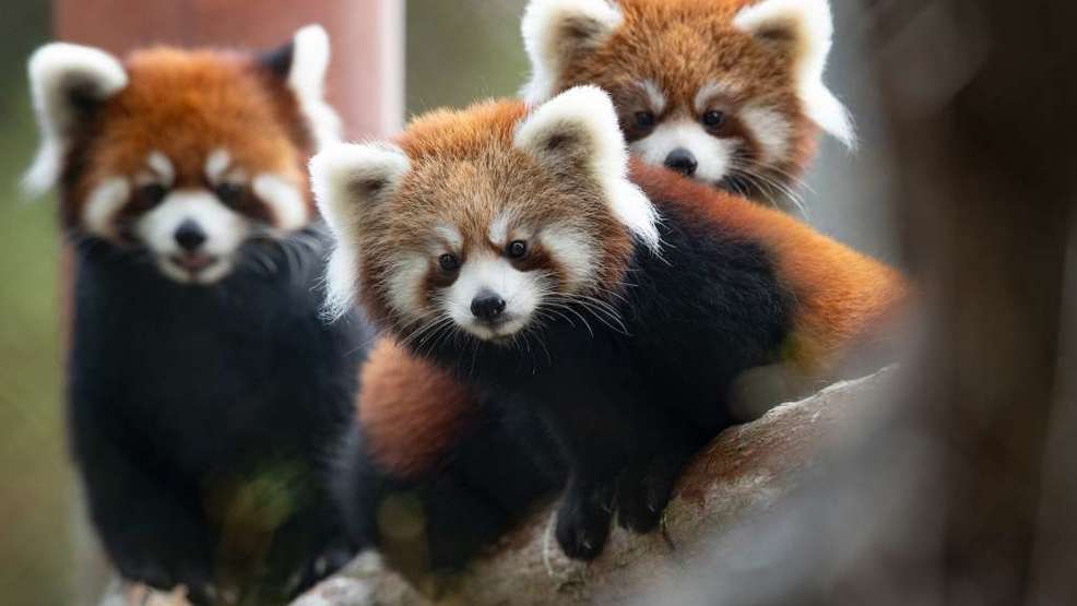 Woodland Park's red panda cubs will move to new zoos this month | KOMO