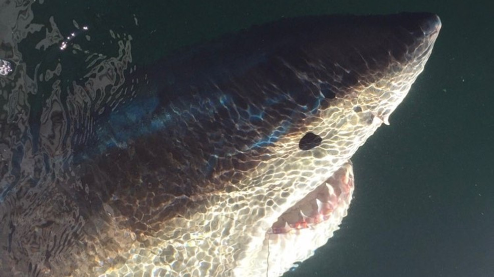Shark species living in Southern New England waters 'in trouble' - Turn to 10