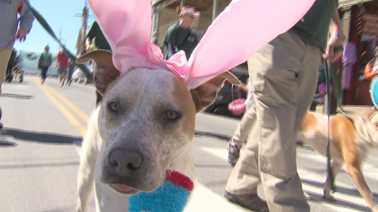 Shelter dogs strut down the Comstock in annual Easter & Pet