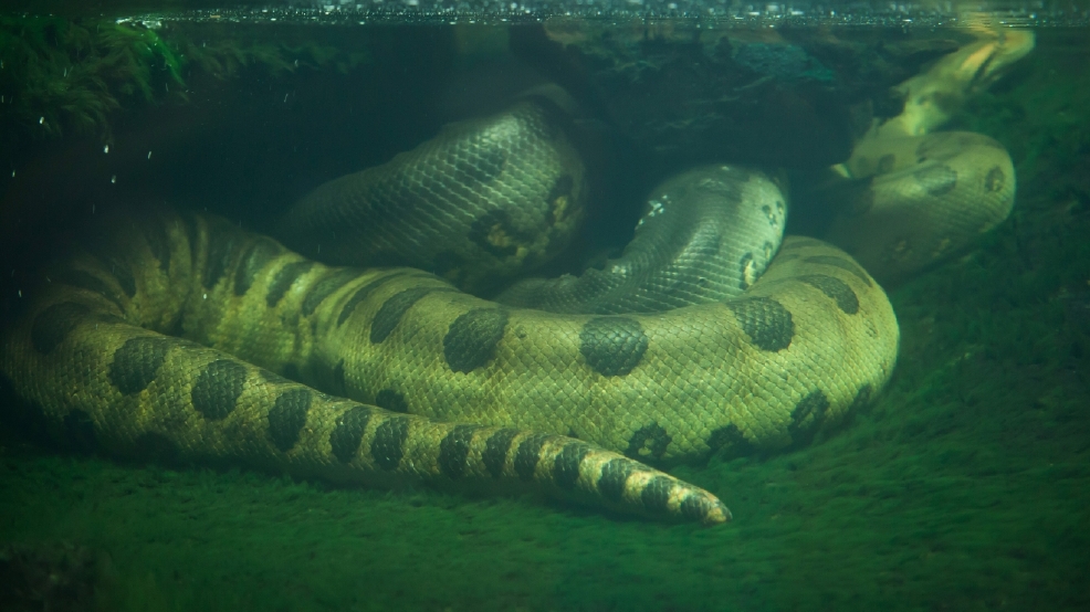 largest green anaconda ever found