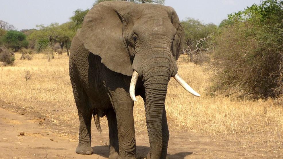 big game hunter crushed by elephant