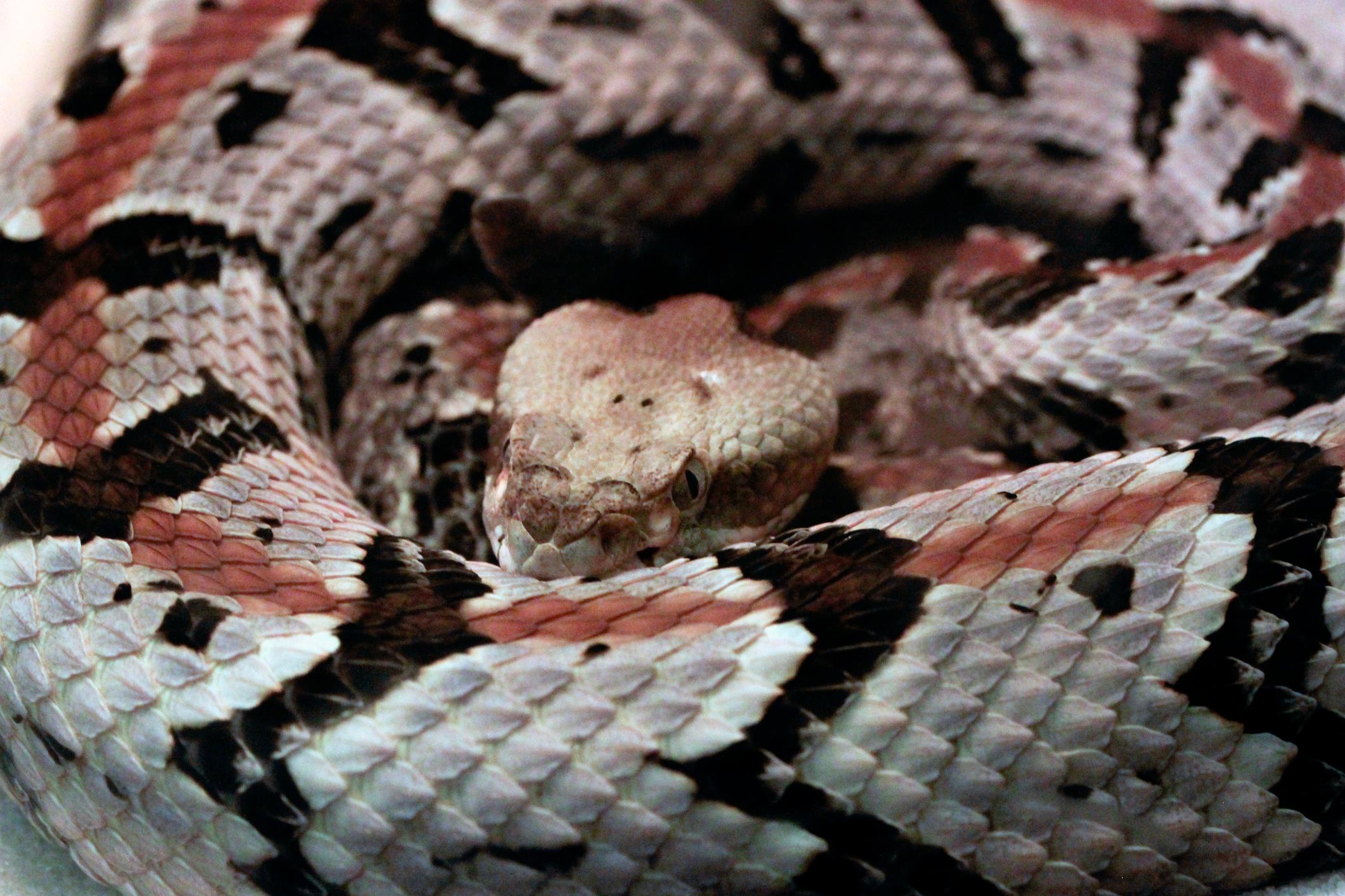 South Carolina venomous snake guide PHOTO GALLERY WCIV