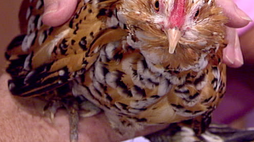 chicken.png chicken.png