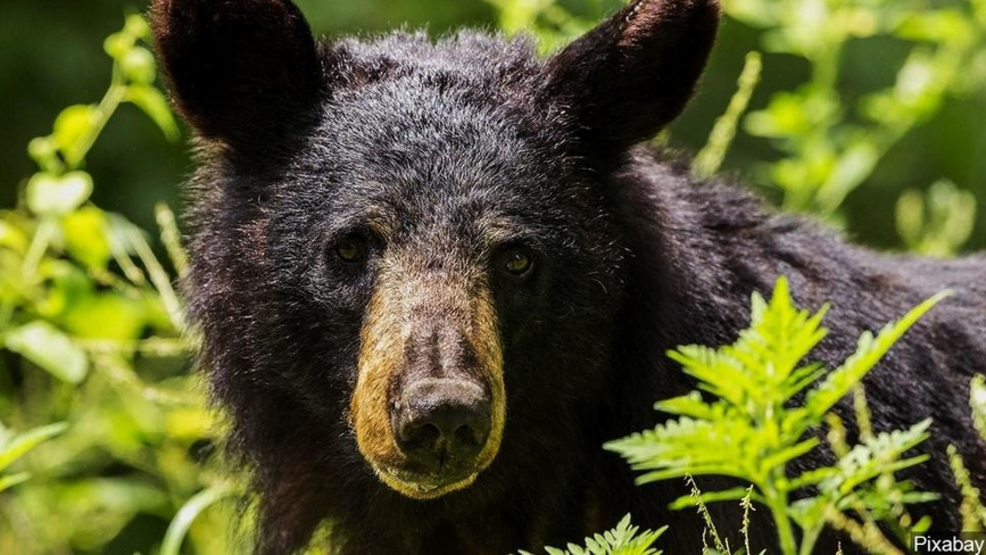 Vermont's bear hunting season gets underway WRGB