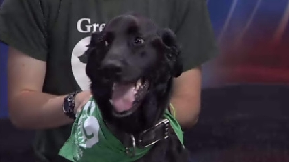 pet_jimmy.jpg