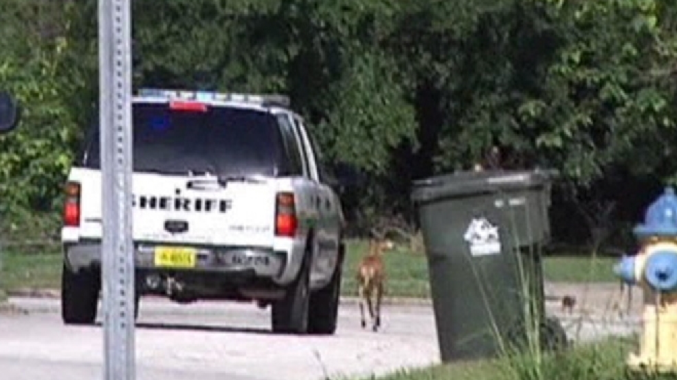 130527_goat_chase_lg.jpg