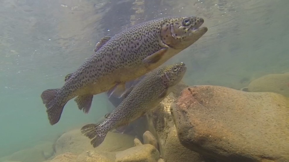 size-of-trout-stocked-in-w-va-lakes-smaller-than-usual-wchs