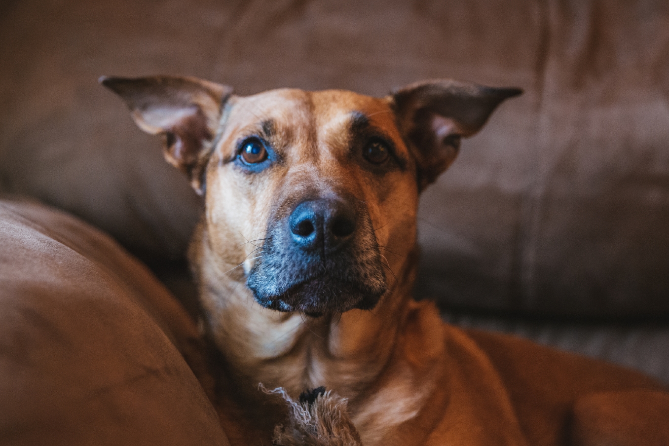 RUFFined Spotlight: Maggie the Lab Mutt | Seattle Refined