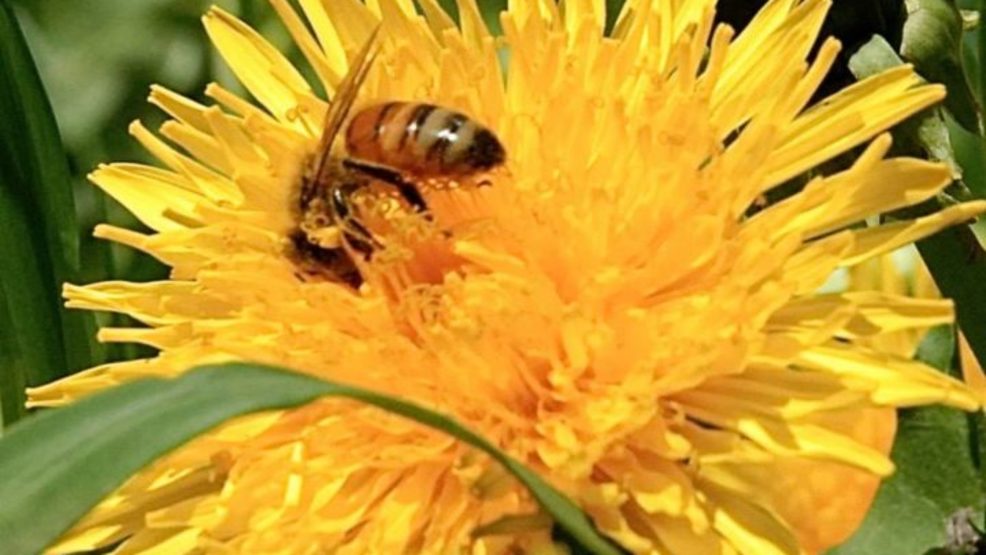 How to survive pollen season in Maine WGME