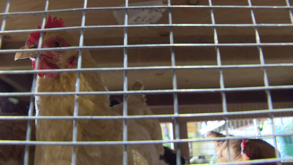 Residents approach city council about chicken law, no resolution