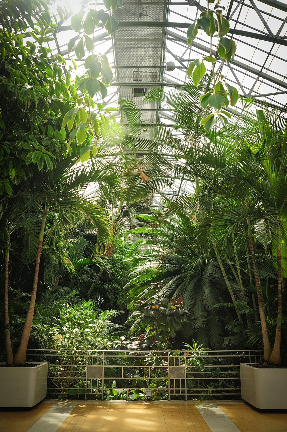 Take A Walk Through Cincinnati’s Most Famous Conservatory Cincinnati