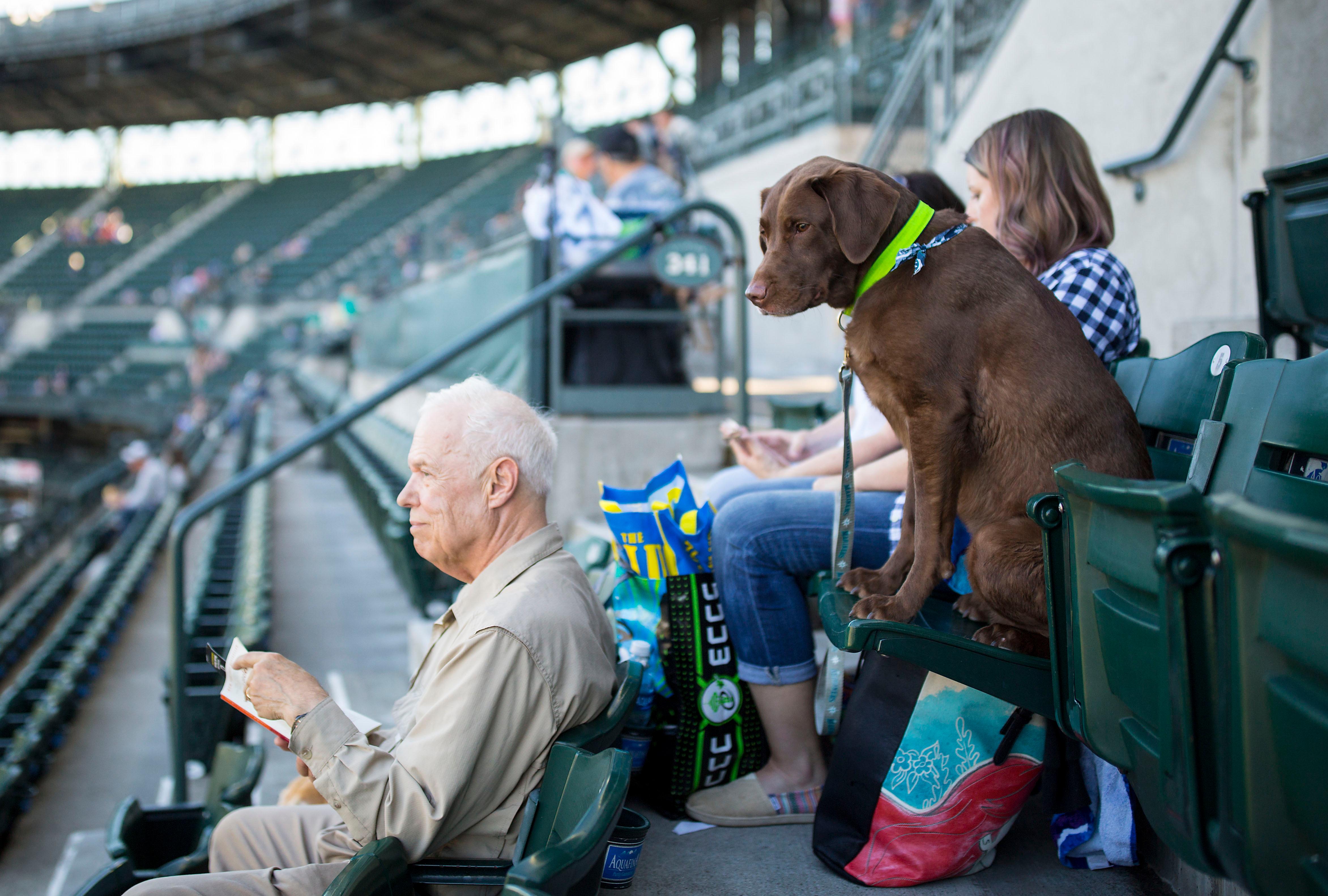 Photos Mariners 'Bark at the Park' is the doggone cutest Seattle Refined