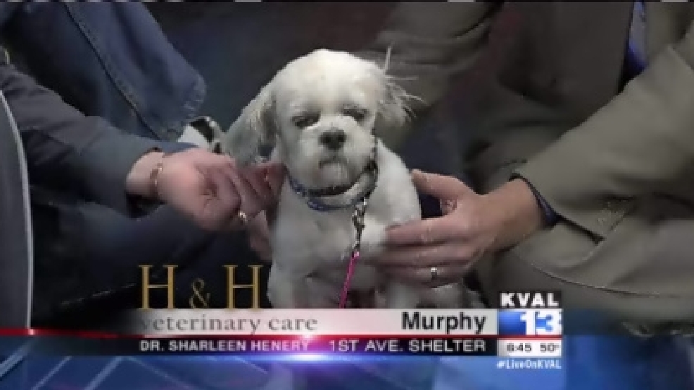pet_murphy.jpg