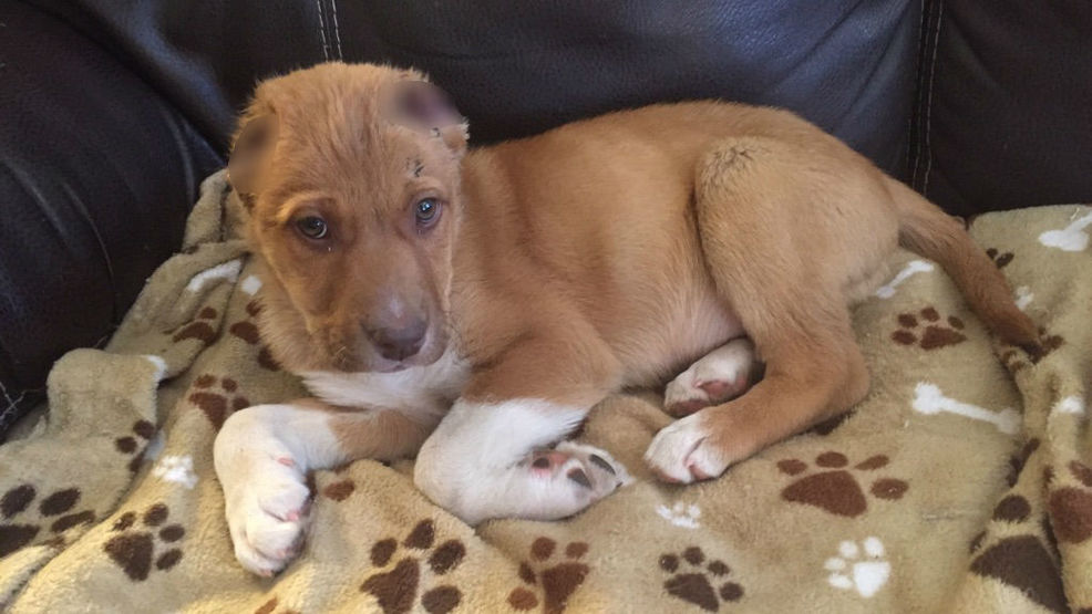 Reward offered to help find those responsible for cutting puppy's ears