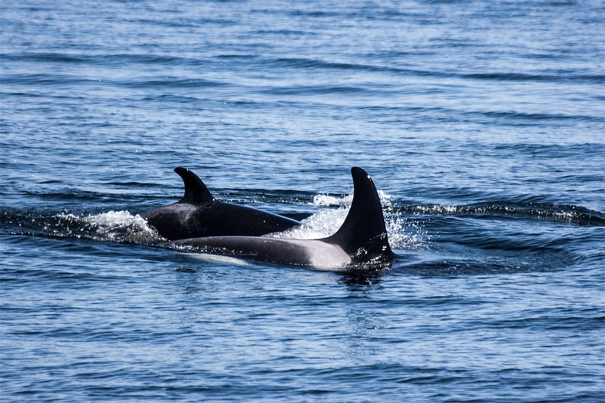Photos 'The Kids are Alright' 8 killer whale calves doing well KOMO