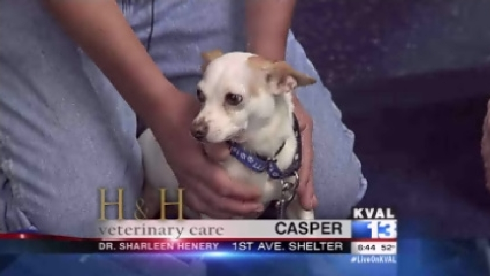 pet_casper2.jpg