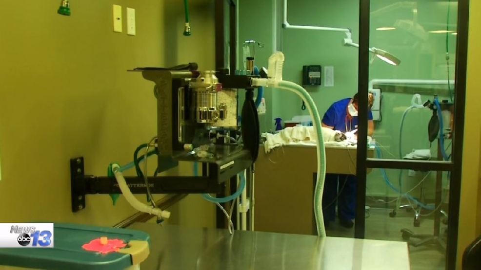 Animal hospital collects donations for animal nonprofit in Kuwait WLOS