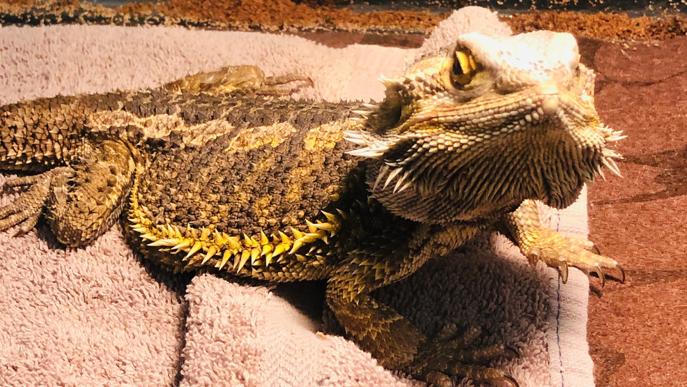 Bearded dragon, snake abandoned at Humane Society WRGT