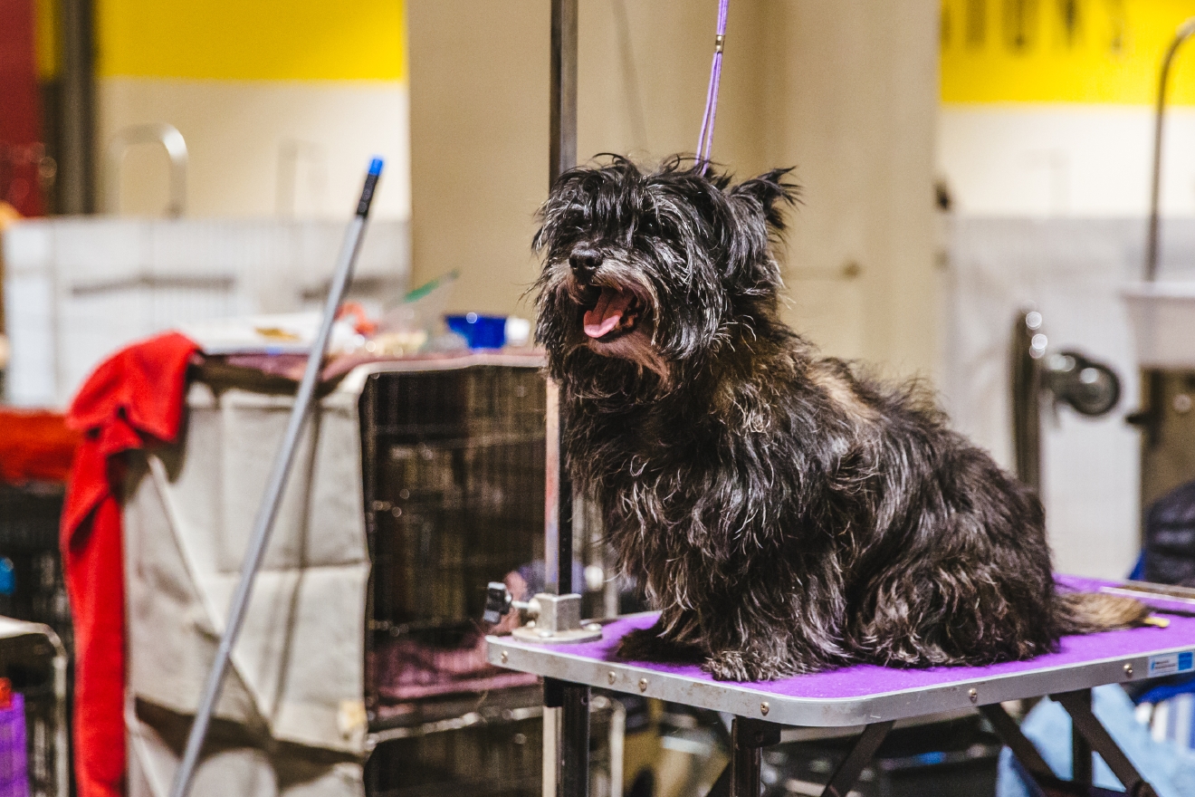 Photos Touring the Grooming Room of the Seattle Dog Show Seattle Refined