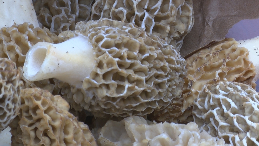 Michigan requires certification to sell morel mushrooms picked in the