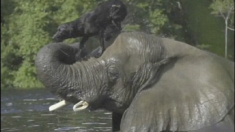 130916_elephant_dog.jpg