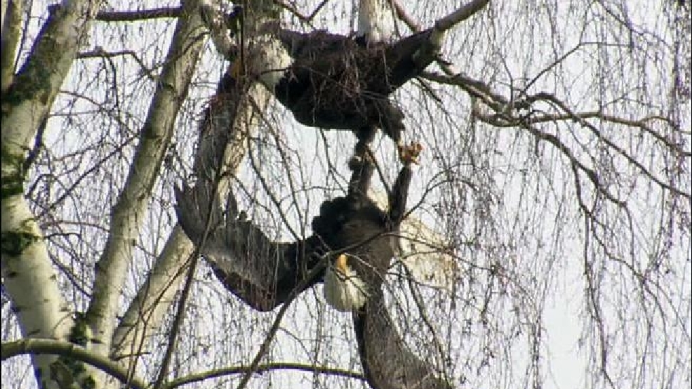 140303_american_bald_eagles_660.jpg