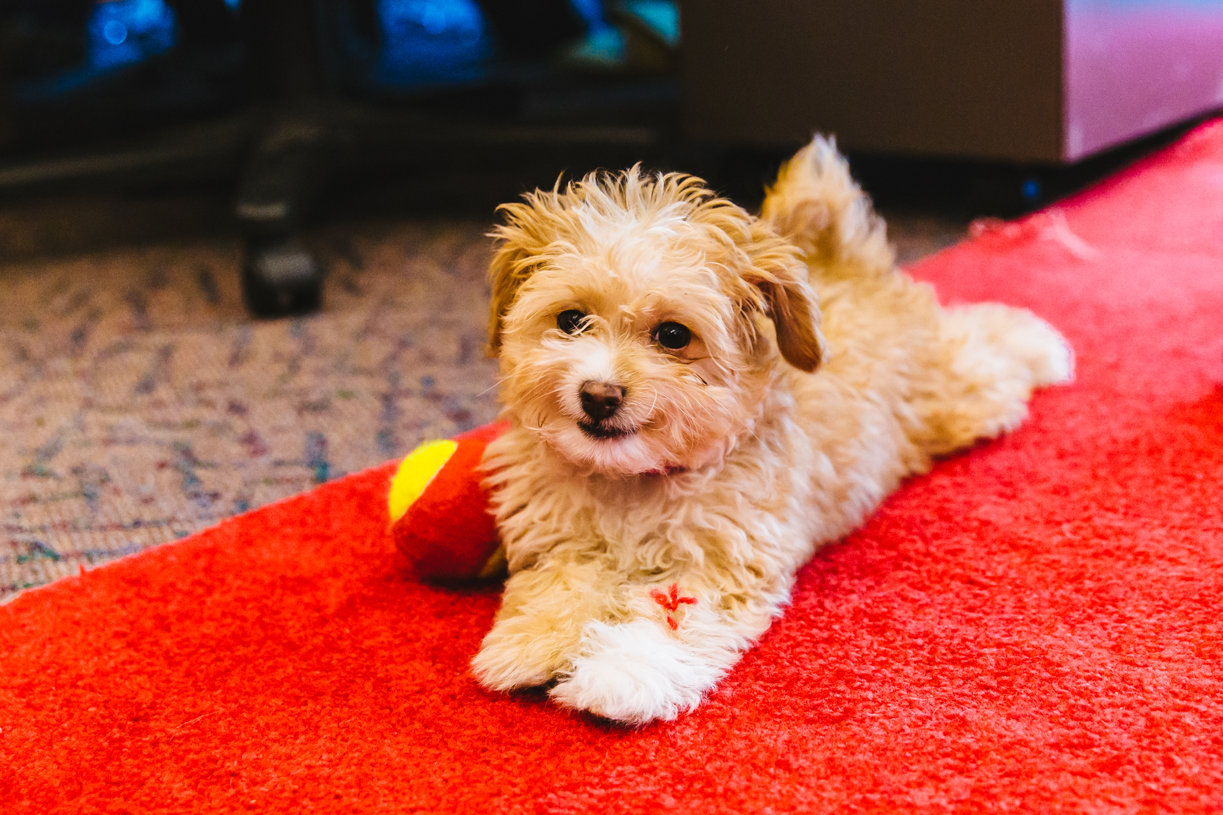 Maltipoo Seattle - 8al7ox1