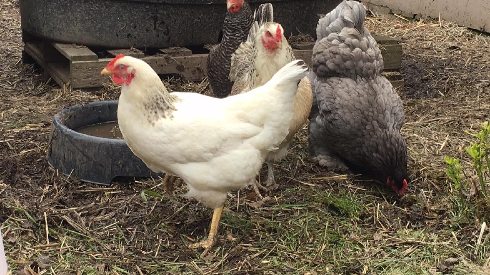 Coop de Ville How to keep a chicken cheerful in your backyard KVAL