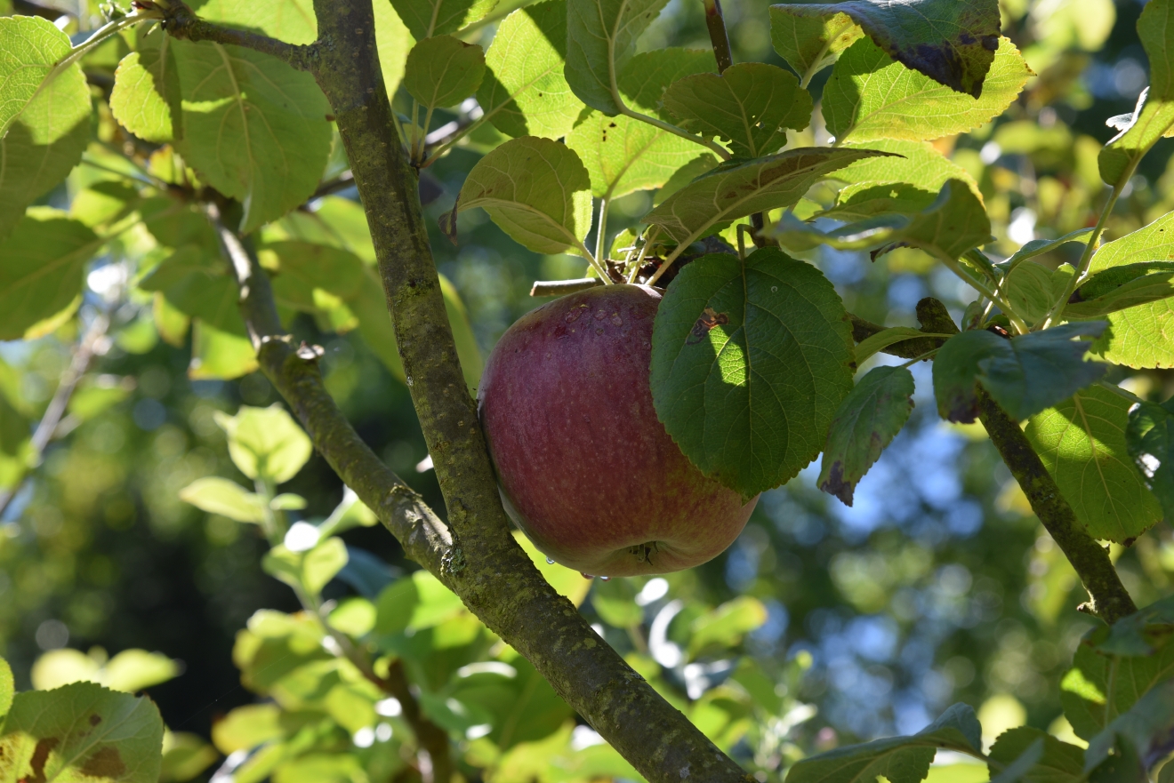 5 UPick orchards to visit this Apple Season Seattle Refined