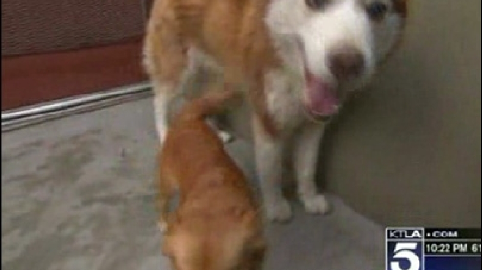 130322_blind_dog.jpg