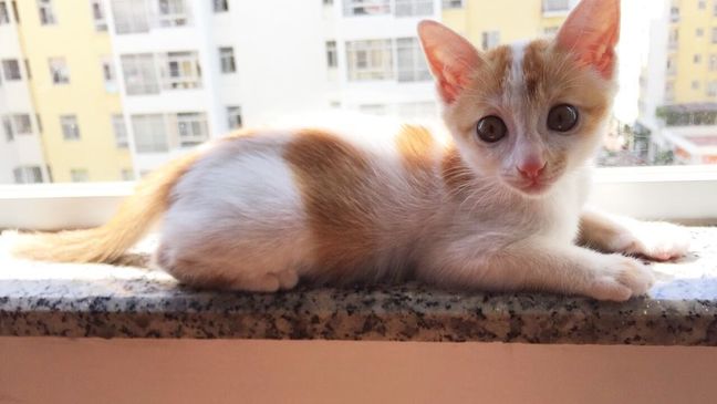 GALLERY: National Pet Day