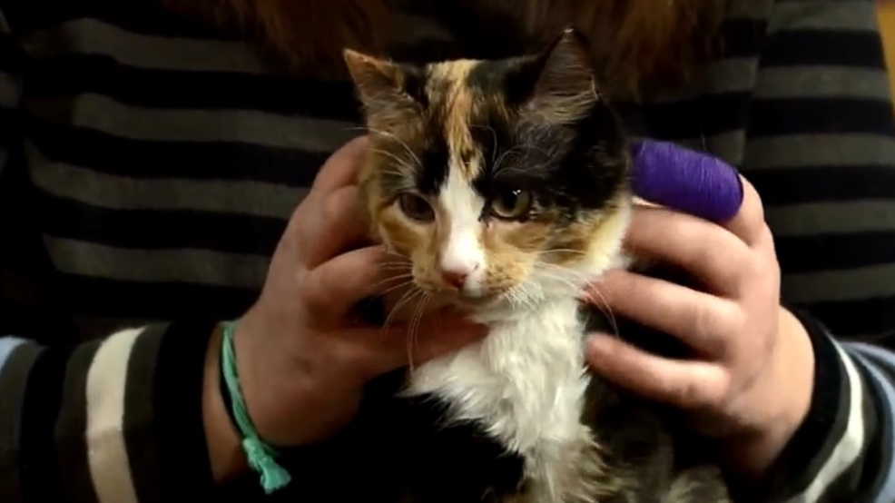 Rare MALE Calico Cat up for adoption at CNY Cat Coalition WSTM