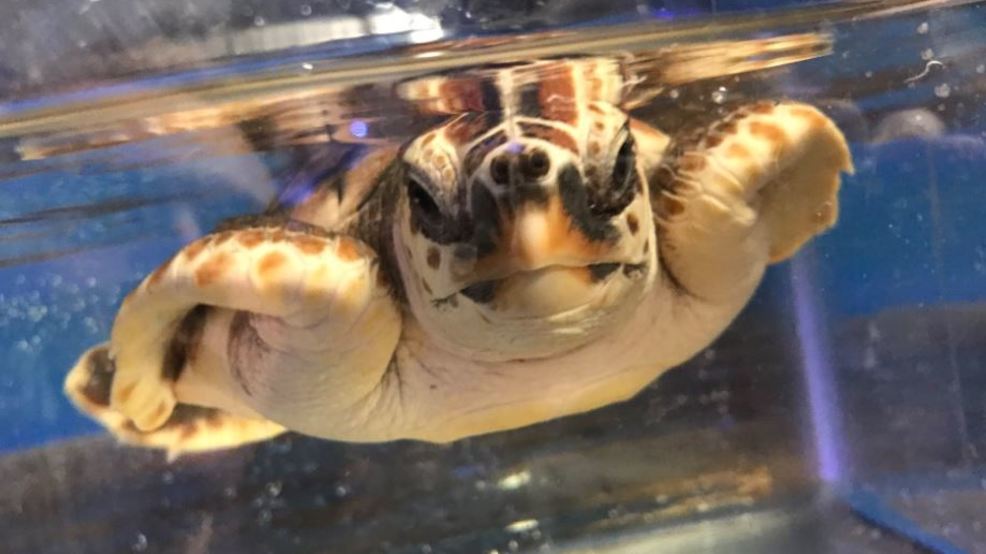 Newport Aquarium named one of the best aquariums in the country WSYX