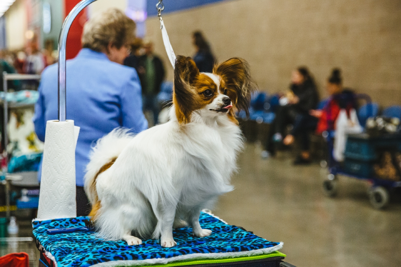 Photos Touring the Grooming Room of the Seattle Dog Show Seattle Refined