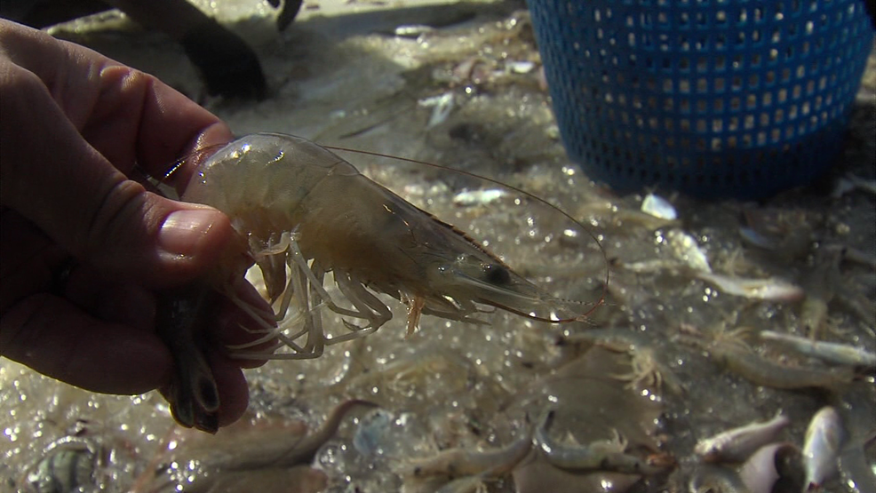 South Carolina shrimping season may open partially Wednesday