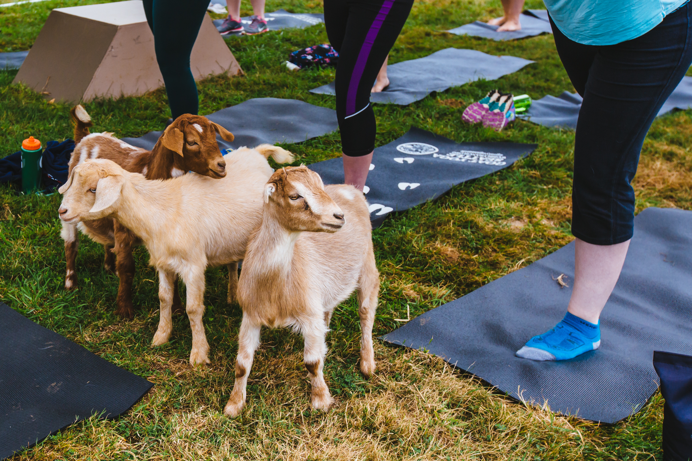 Photos Take a Goat Yoga class in Snohomish (all the kids are doing it