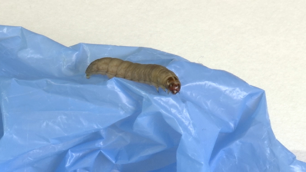 The voracious appetite of these worms could help reduce plastic waste