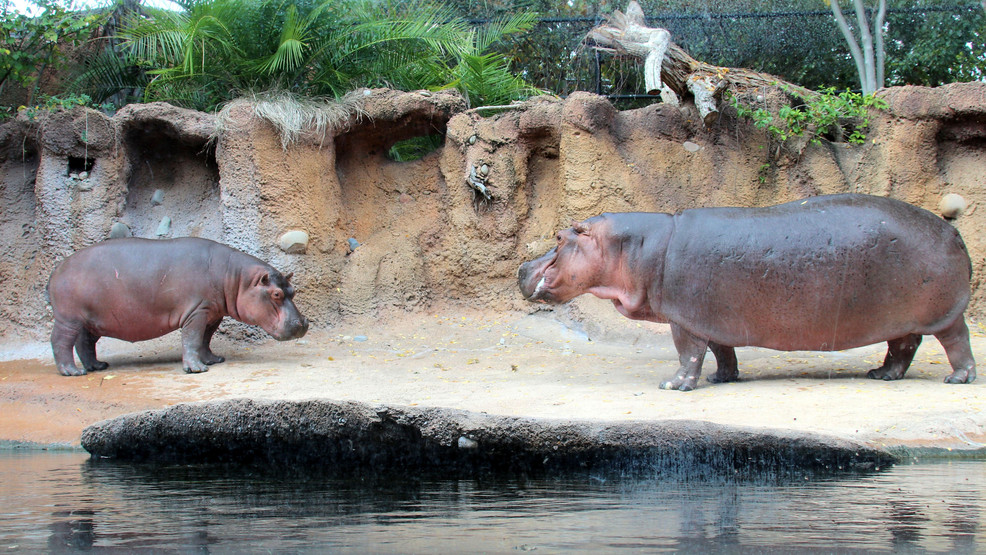 San Antonio Zoo extends Drive-Thru Zoo through May 17 | WOAI