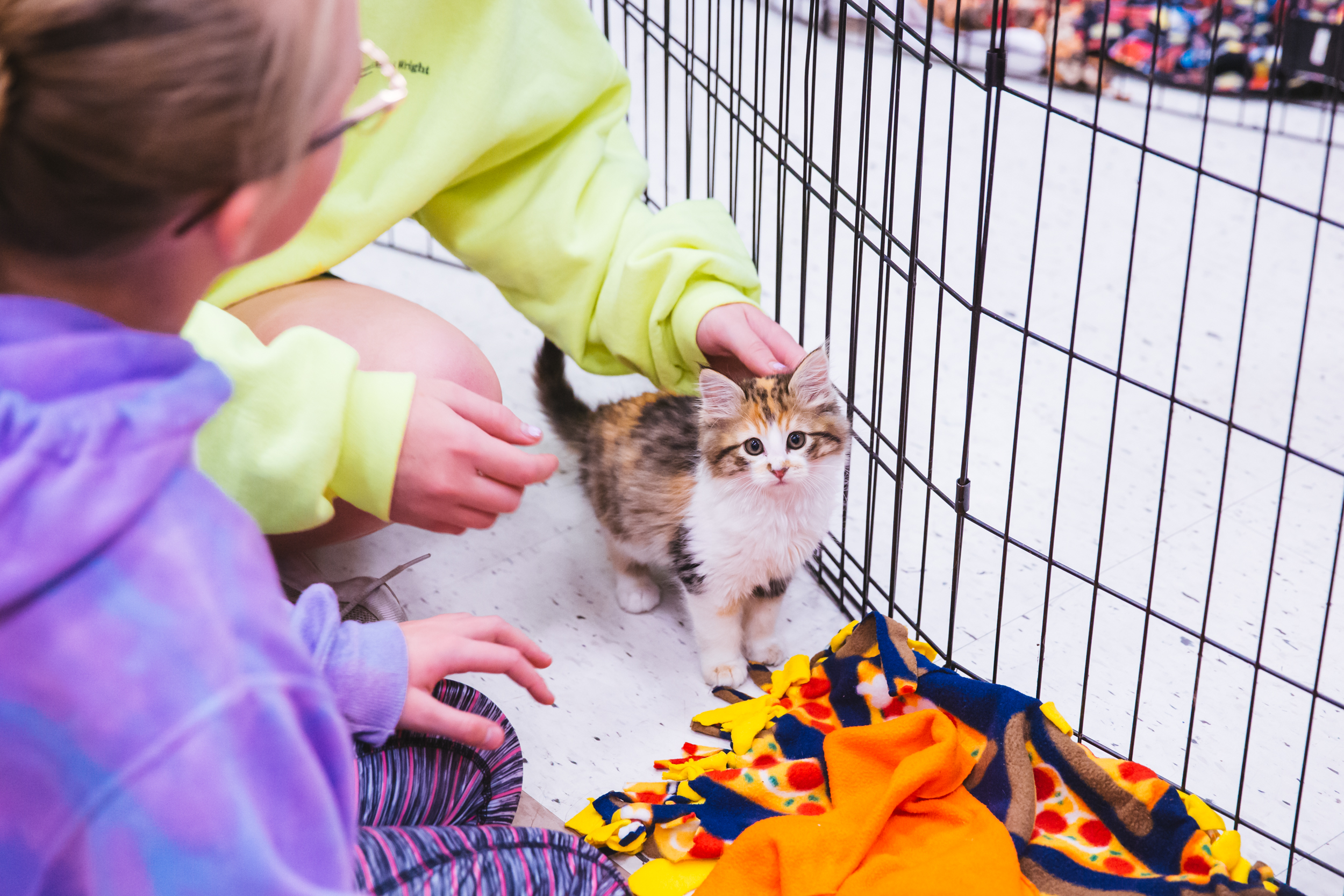 Purrfect, Hissterical & Clawsome Seattle's Cat Convention is having