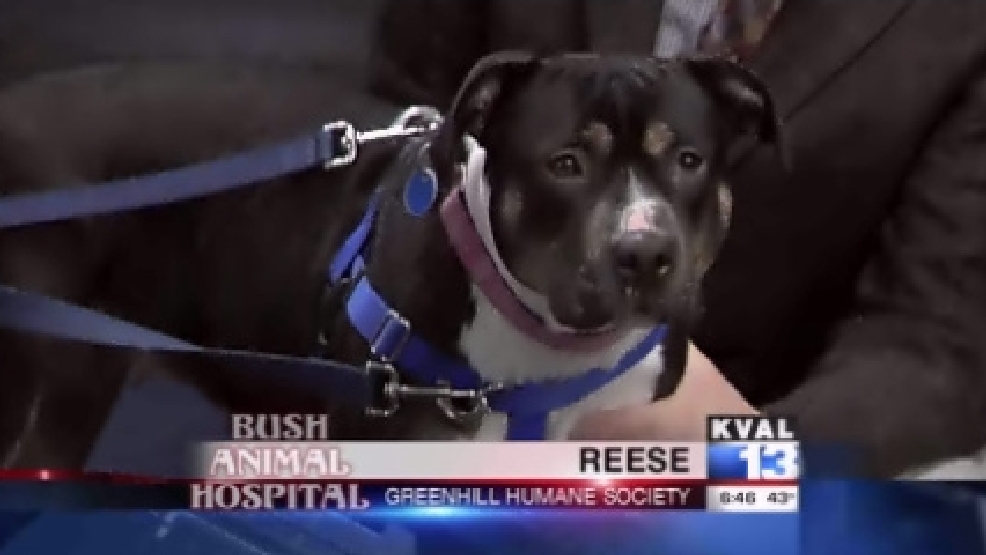 pet_reese.jpg